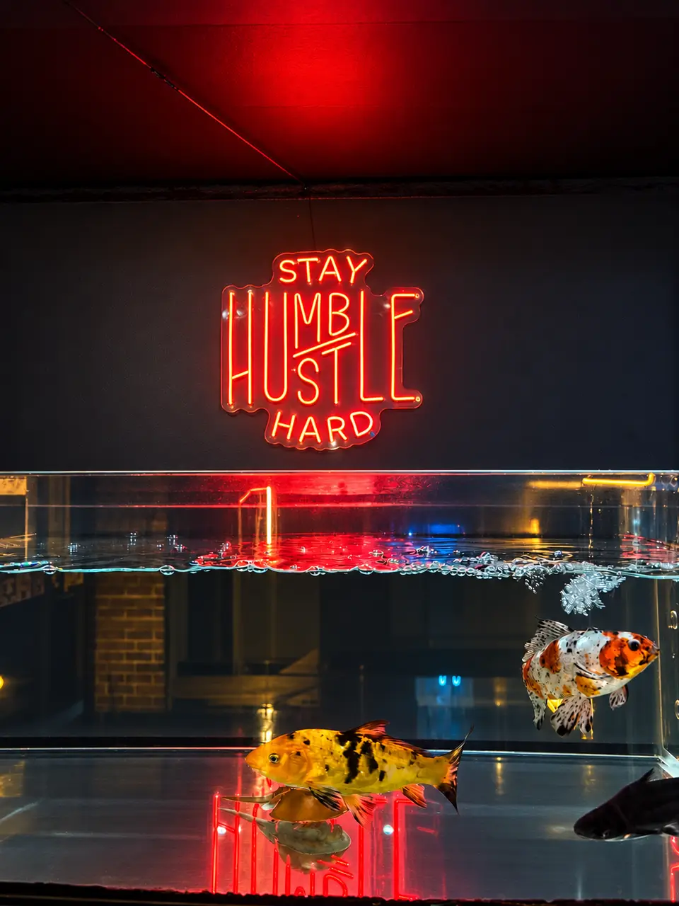 Gold and white fish in the club aquarium under a red neon sign