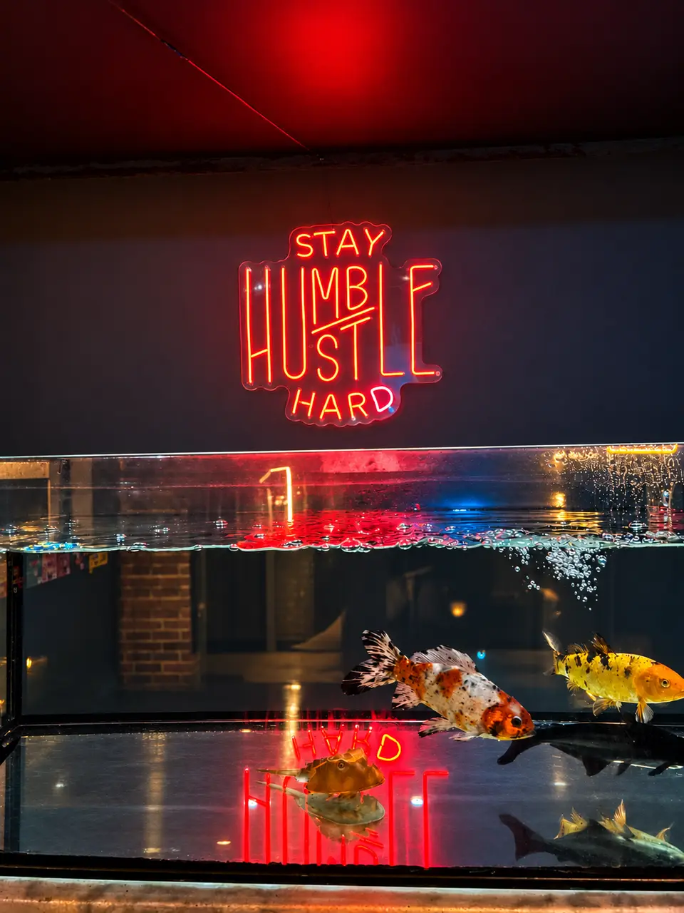 Koi swimming in the club aquarium, with the red Stay Humble Hustle Hard neon reflected in the water